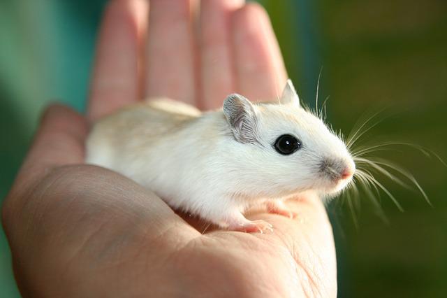 The 6 Best Gerbil Breeds For People Who Love Pets