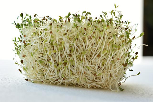 Alfalfa sprouts for guinea pigs