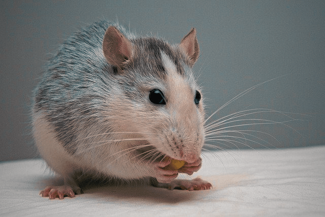 Food for Pet Rat