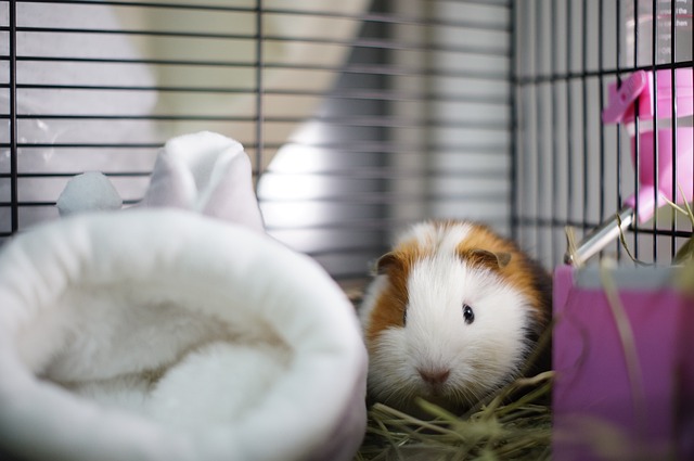 Simple Ways To Keep Your Guinea Pig’s Cage Clean