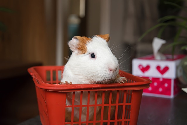 How To Clean Guinea Pig Cage