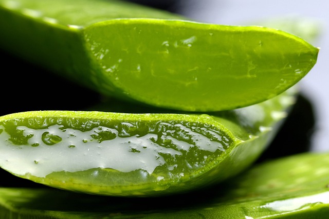 Can Guinea Pigs Eat Aloe Vera? Find Out Here!