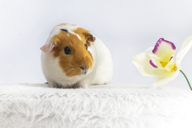 Creating Guinea pig's home - image of guinea pig with yellow flowers
