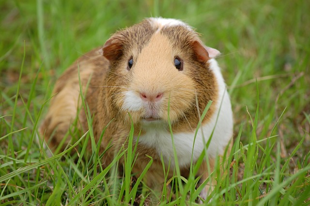 Pocket Pet Guide - Guinea pig in grass Why does my guinea pig poop so much