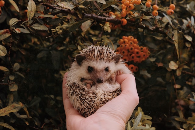 The Dos and Don'ts of Pocket Pet Ownership A Comprehensive Guide hedgehog photo
