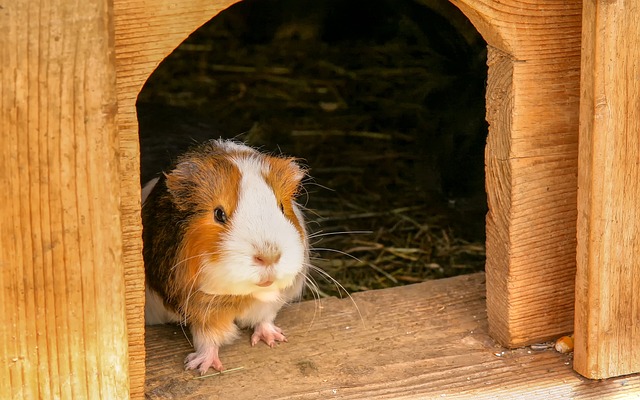 creating your guinea pig's home