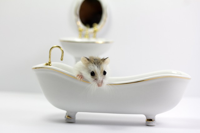 The Best Gerbil Accessories for a Fun and Stimulating Habitat