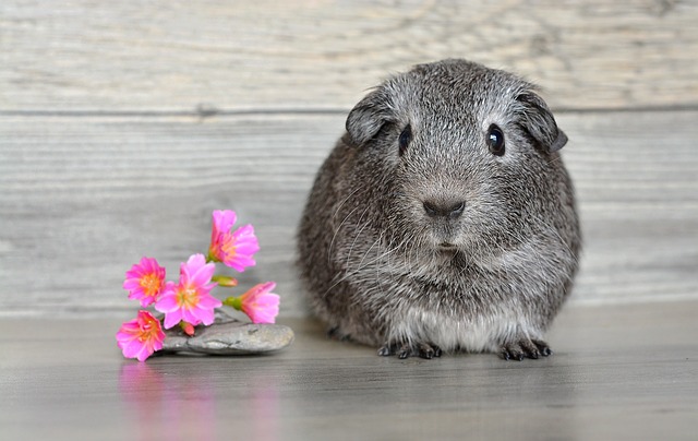 guinea pig's home - image of guinea pig with pink flowers