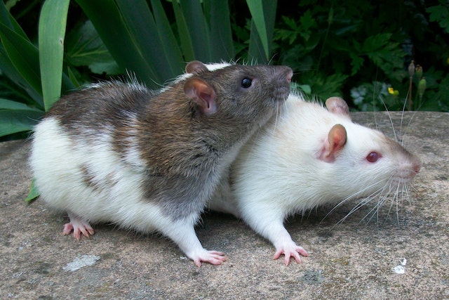 Why Pet Rats Make Awesome Pets