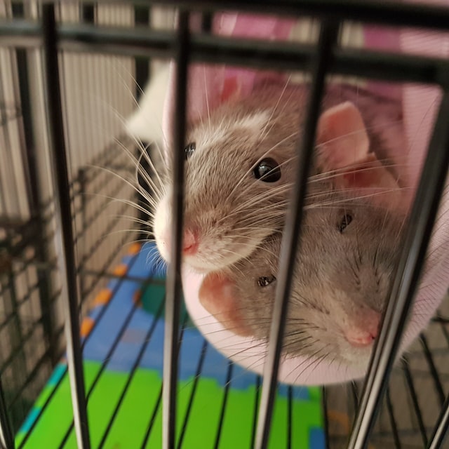 why pet rats are awesome pets - picture of two rats cuddling
