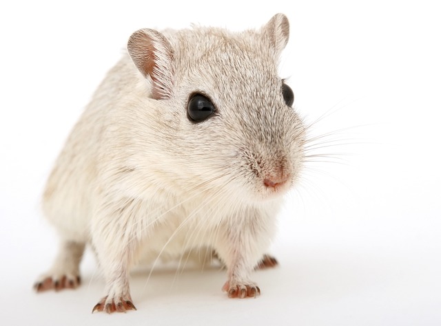 Train Pet Rats To Use Litter Boxes: Tips & Tricks