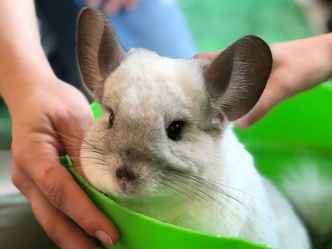 Chinchilla Lifespan & Care: 10 Tips For A Long & Happy Life