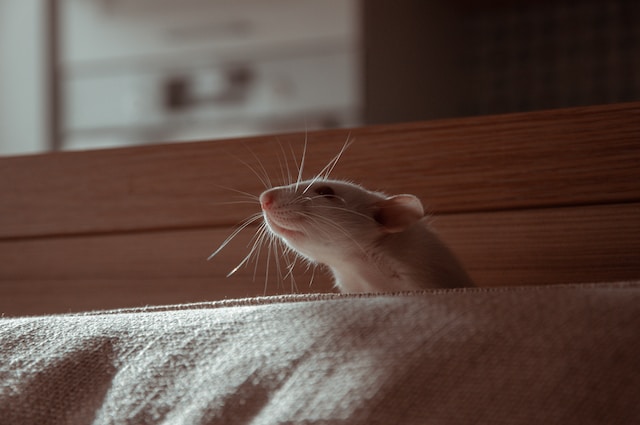 Stop Pet Rat Chewing Things They Shouldn’t: Tips & Tricks