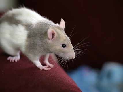 build bond with pet rat