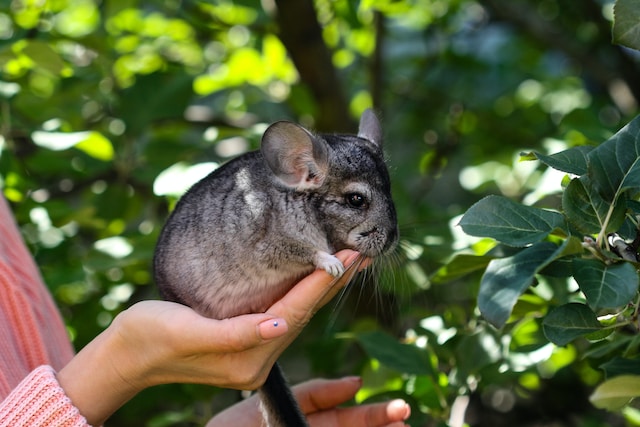 Caring For Baby Chinchillas: Tips & Health Concerns