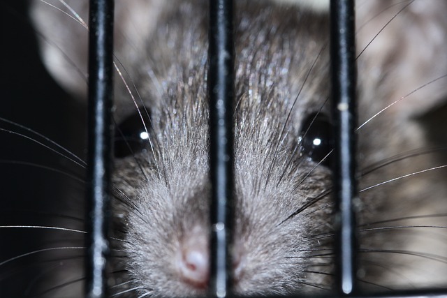 Bye Bye Pet Rat Odor: Tips For Freshening Up Your Rat’s Cage!