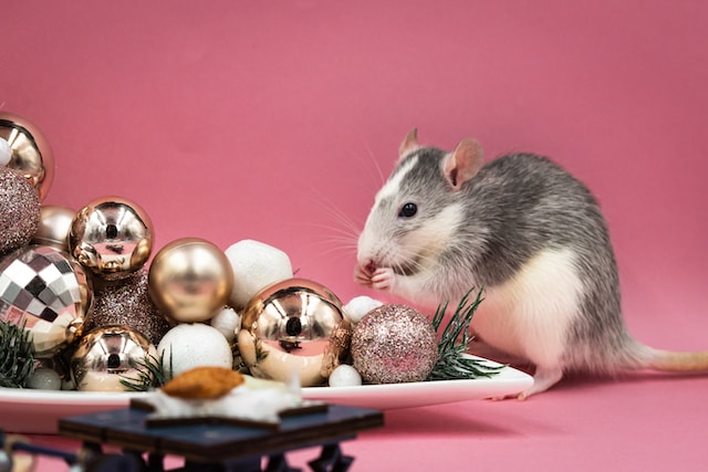Healthy Treats For Happy Rats: Snack Smart!