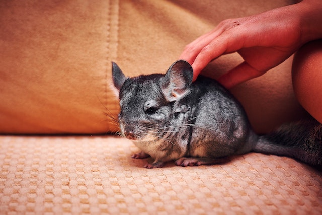 Chinchilla Nutrition: From Pellets To Hay