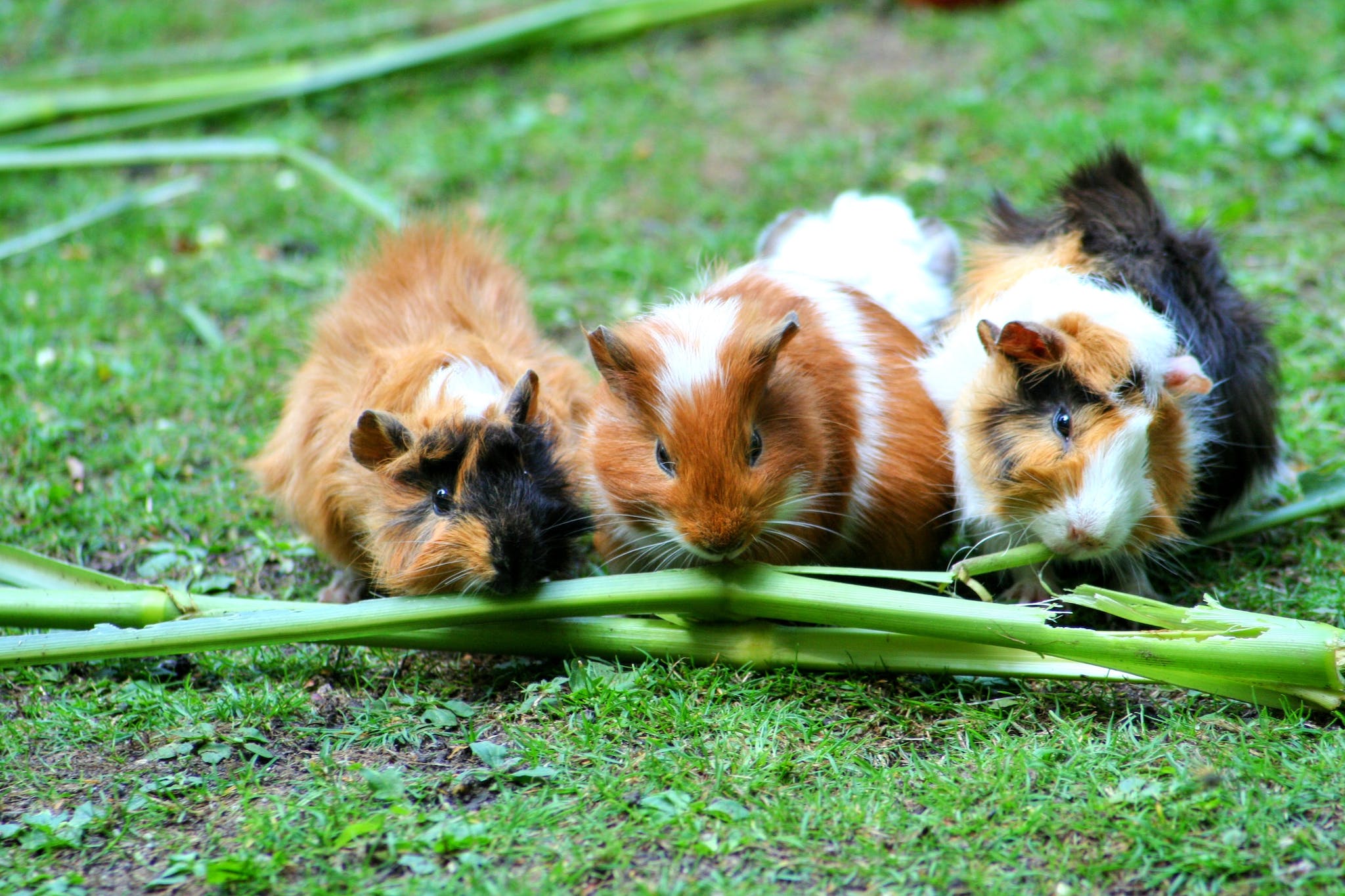 How Many Teeth Do Guinea Pigs Have?