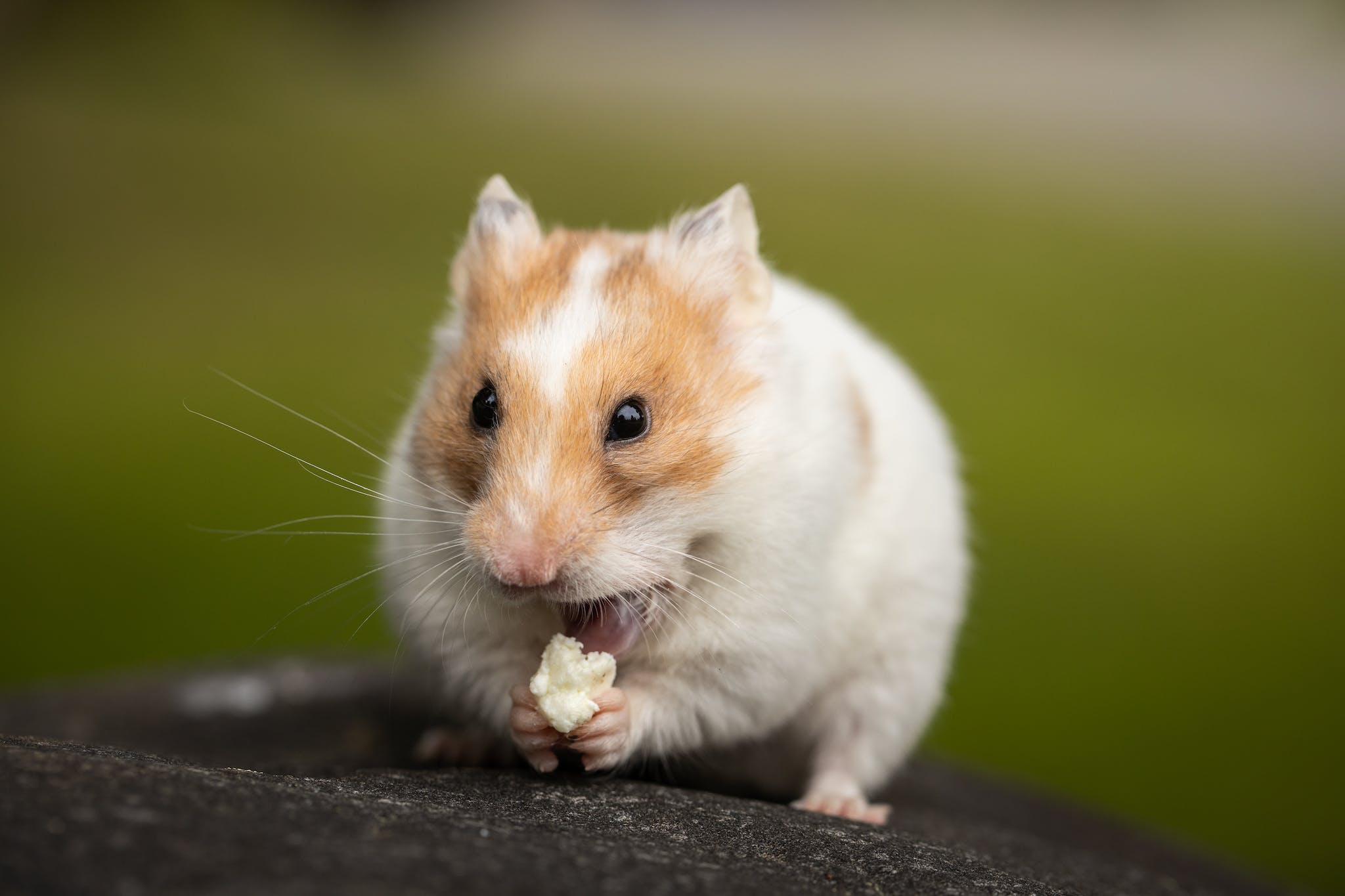 Rodent Names: Choosing the Perfect Name for Your New Pet