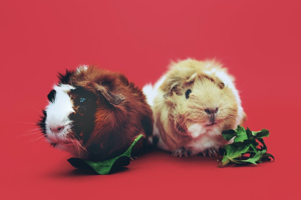 Close-Up Photo of Two Brown and Beige Guinea Pigs - how many teeth do guinea pigs have get a guinea pig