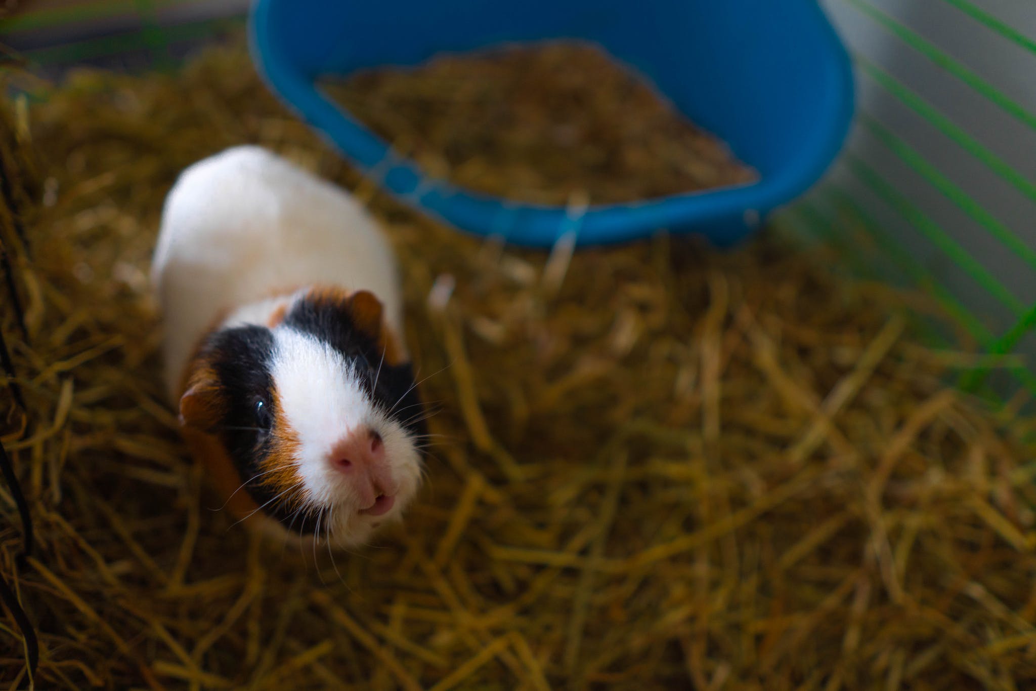 Best Hay for Guinea Pigs: A Comprehensive Guide