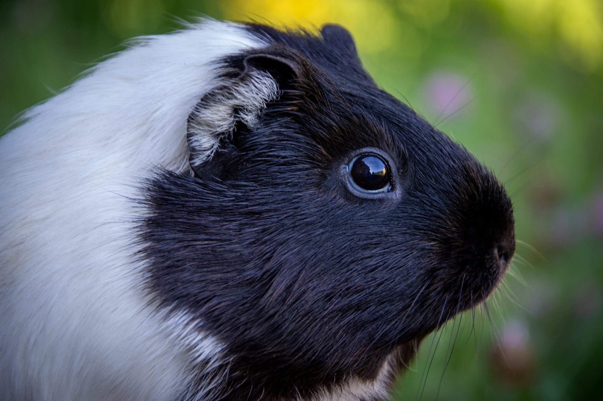 Closeup of a Guinea Pig - best guinea pig hay
