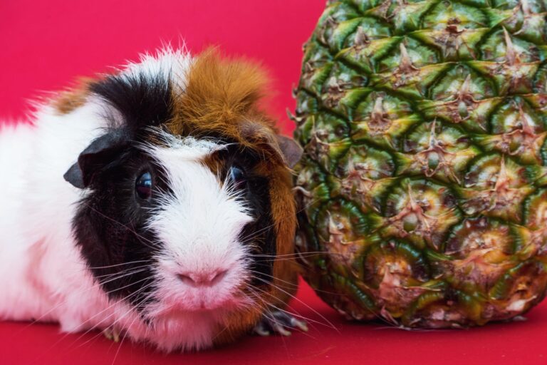 Guinea Pig and Pineapple Fruit are guinea pigs hypoallergenic